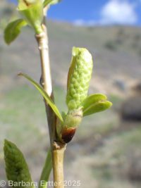 peachleaf willow (<em>Salix amygdaloides</em>)