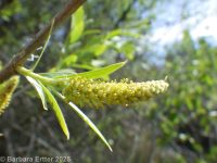 peachleaf willow (<em>Salix amygdaloides</em>)