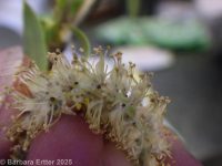 peachleaf willow (<em>Salix amygdaloides</em>)
