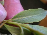 peachleaf willow (<em>Salix amygdaloides</em>)
