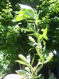 whiplash or shining willow (<em>Salix lasiandra var. caudata</em>)