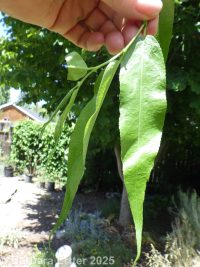 whiplash or shining willow (<em>Salix lasiandra var. caudata</em>)