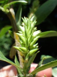 whiplash or shining willow (<em>Salix lasiandra var. caudata</em>)