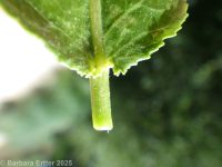 whiplash or shining willow (<em>Salix lasiandra var. caudata</em>)