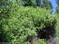 whiplash or shining willow (<em>Salix lasiandra var. caudata</em>)