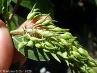 MacKenzie's willow (<em>Salix prolixa</em>)