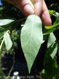MacKenzie's willow (<em>Salix prolixa</em>)