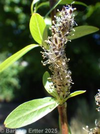 MacKenzie's willow (<em>Salix prolixa</em>)