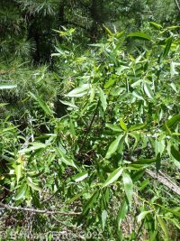 MacKenzie's willow (<em>Salix prolixa</em>)