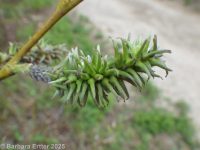 Scouler's willow (<em>Salix scouleriana</em>)