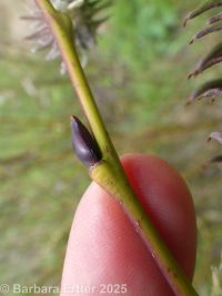 Scouler's willow (<em>Salix scouleriana</em>)
