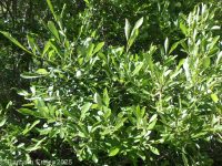 Scouler's willow (<em>Salix scouleriana</em>)