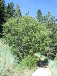 Scouler's willow (<em>Salix scouleriana</em>)