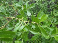 Scouler's willow (<em>Salix scouleriana</em>)