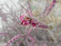 Russian-thistle, tumbleweed (<em>Salsola tragus</em>)