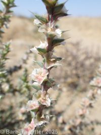 Russian-thistle, tumbleweed (<em>Salsola tragus</em>)