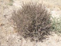 Russian-thistle, tumbleweed (<em>Salsola tragus</em>)