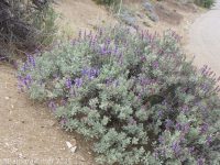 purple or grayball sage (<em>Salvia dorrii var. incana</em>)