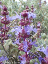 purple or grayball sage (<em>Salvia dorrii var. incana</em>)