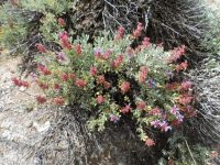 Salvia dorrii var. incana