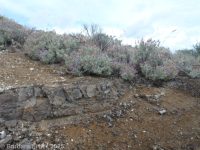 Salvia dorrii var. incana
