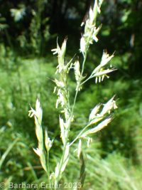 tall fescue (<em>Schedonorus arundinaceus</em>)