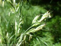 tall fescue (<em>Schedonorus arundinaceus</em>)