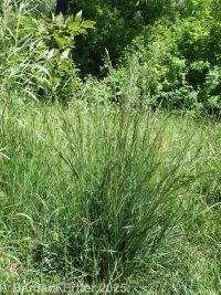 tall fescue (<em>Schedonorus arundinaceus</em>)