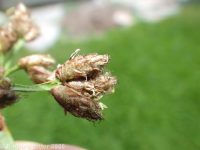 hardstem bulrush or tule (<em>Schoenoplectus acutus</em>)