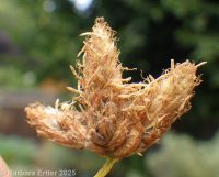 hardstem bulrush or tule (<em>Schoenoplectus acutus</em>)