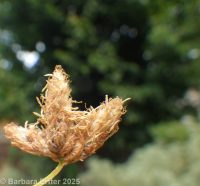 hardstem bulrush or tule (<em>Schoenoplectus acutus</em>)