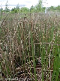 Olney's or American threesquare (<em>Schoenoplectus americanus</em>)