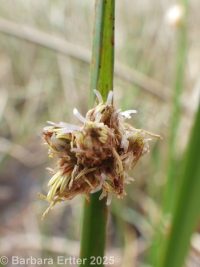 Olney's or American threesquare (<em>Schoenoplectus americanus</em>)