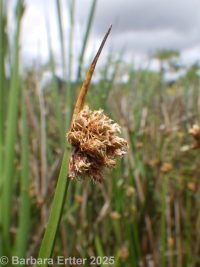 Olney's or American threesquare (<em>Schoenoplectus americanus</em>)