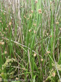 Olney's or American threesquare (<em>Schoenoplectus americanus</em>)