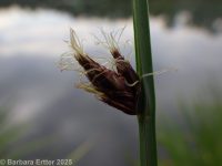 common threesquare (<em>Schoenoplectus pungens</em>)