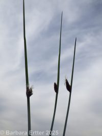 common threesquare (<em>Schoenoplectus pungens</em>)