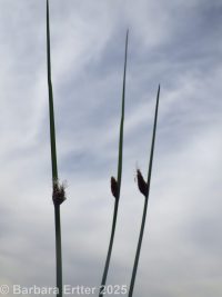 common threesquare (<em>Schoenoplectus pungens</em>)