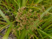 panicled or small-fruited bulrush (<em>Scirpus microcarpus</em>)