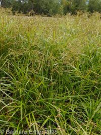panicled or small-fruited bulrush (<em>Scirpus microcarpus</em>)