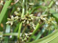 panicled or small-fruited bulrush (<em>Scirpus microcarpus</em>)