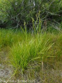 pale bulrush (<em>Scirpus pallidus</em>)