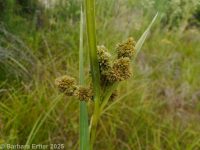 pale bulrush (<em>Scirpus pallidus</em>)