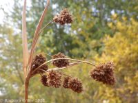 pale bulrush (<em>Scirpus pallidus</em>)