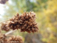 pale bulrush (<em>Scirpus pallidus</em>)