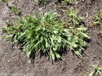 common hardgrass (<em>Sclerochloa dura</em>)