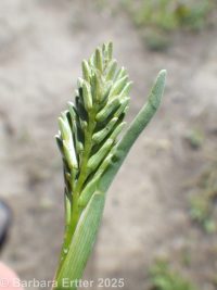 common hardgrass (<em>Sclerochloa dura</em>)