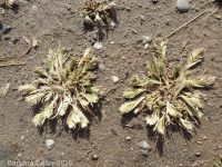 common hardgrass (<em>Sclerochloa dura</em>)