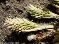 common hardgrass (<em>Sclerochloa dura</em>)