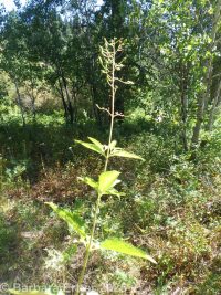 lanceleaf figwort (<em>Scrophularia lanceolata</em>)